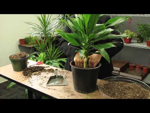 how to grow dracaena