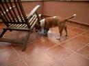Bull Terrier Miniatura video