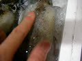 Bigfin Reef SquidSepioteuthis lessoniana