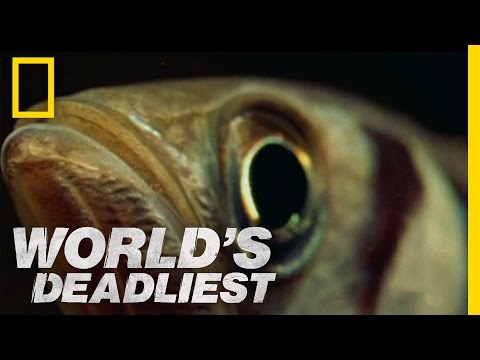World's Deadliest - Fish 'Shoots' Prey with Water