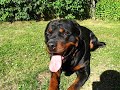 Rottweiler playing with his tyre..