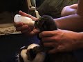 Baby Bobcat Episode 1 Baby Bobcat Episode 1