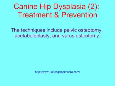 how to treat hip dysplasia in dogs