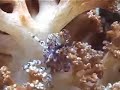 Soft Coral Crab, Lembeh Strait, Indonesia Soft Coral Crab, Lembeh Strait, Indonesia