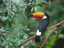 Animals of Nature Animals of Nature