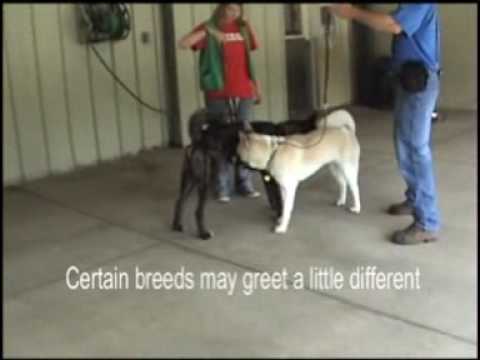 how to properly introduce dogs to each other