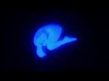 Momix 2006 teatro Municipal Rio de Janeiro