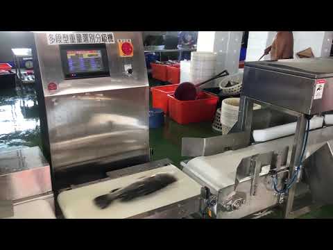 鱸魚重量選別機