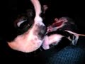 Peach Just Gave Birth | Kinda gross! Peach Just Gave Birth | Kinda gross!
