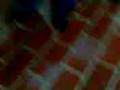 videos de CONALEP 2 SECUESTRO DE PISHIN