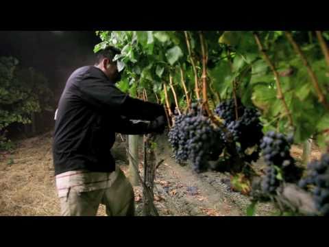 how to harvest wine grapes