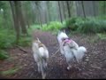 Extreme Mushing