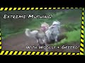 Extreme Mushing