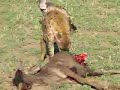 Hyena eating a baby wilderbeast for breakfast!!