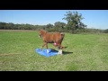 Playing Level 1 (Old Audition)