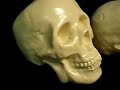 Skulls collection available through MrSkeleton.com Skulls collection available through MrSkeleton.com