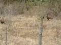 Carancho -Polyborus plancus-