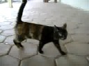 Gatinhos da Ufes - RU
