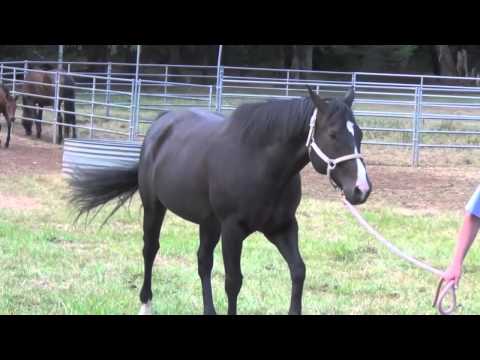 how to treat ryegrass staggers