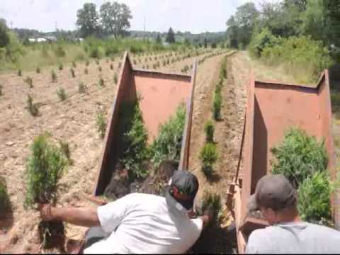 how to replant arborvitae