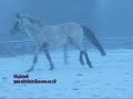 Christmas Eve 2009.wmv