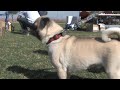 Oliver - Available for Adoption from the Arizona Pug Adoption & Rescue Network