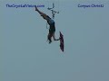 Corpus Christi Texas Kitesurfing Video 056