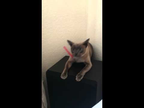 YouTube: ¿Este gato perdió la razón por un juguete?