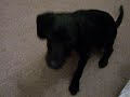Leu and high five skills