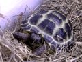 Horsfield Tortoise - George yawning!