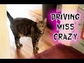Driving Miss Crazy -- Cat Clips #131