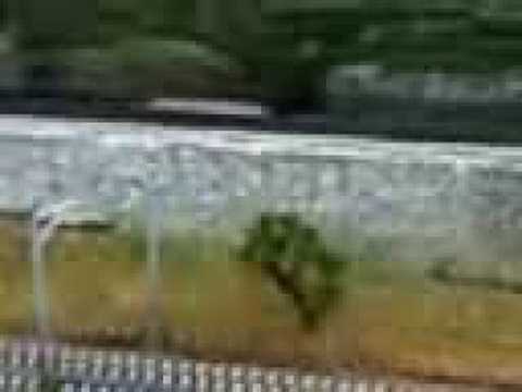 東武ワールドスクウェアpart9 (200807201411.3gp) - Fri Jul 25 05:27:32 2008