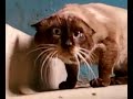 Ну очень странный кот