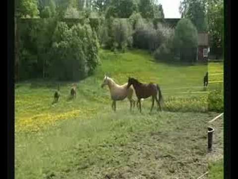 Palomino Horse -Threads of Gold GF