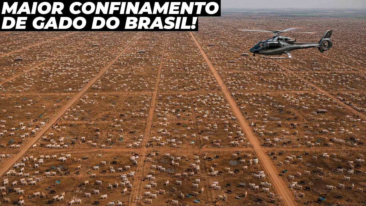 CONHEÇA O MAIOR CONFINAMENTO DE GADO DO BRASIL