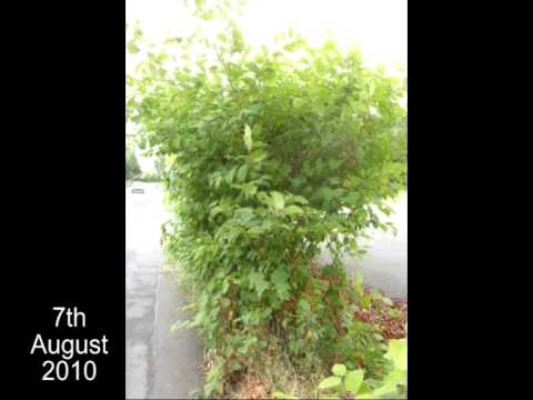 how to get rid of japanese knotweed uk