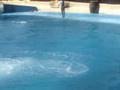 videos de Mundomar dolphin show