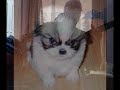 funky dog funky dog