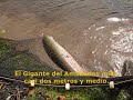 El gigante del Amazonas