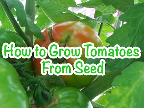 how to dry tomato seeds to plant