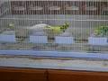 The Parakeet Food Dance