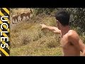 LION ATTACK [NEW]: The truth about wild lions - Ucles vs Africa