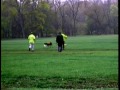 Lure-Coursing Explained? Lure-Coursing Explained?