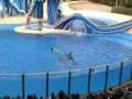 SEA WORLD DOLPHIN SHOW ORLANDO part 1