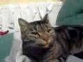 videos de Speedy.3gp