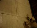 videos de Gata fiera