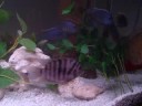 My New Cichlid Tank Picture Slideshow!