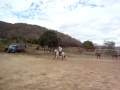Cavalo mangalarga marchador quilometro ED 2