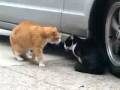 Sprechende Katzen