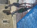 credit de sintesis 1er eso